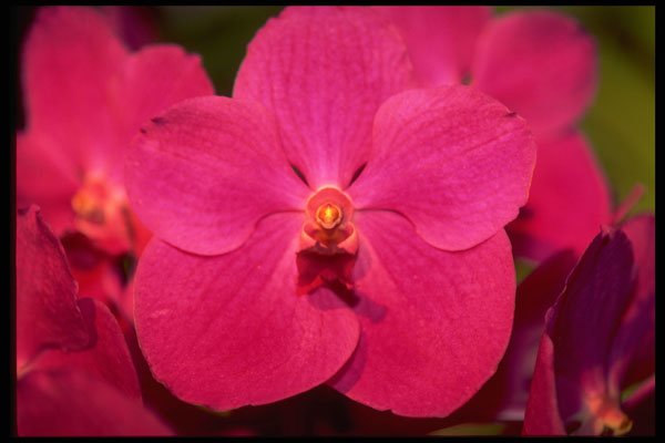 453095 Vanda A4 Photo Print