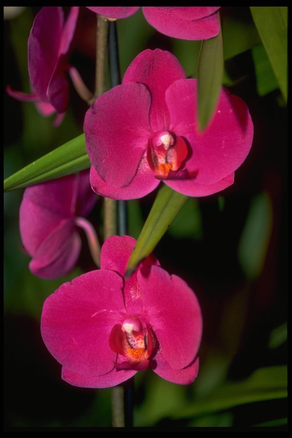 453096 Phalaenopsis A4 Photo Print