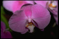 453097 Phalaenopsis A4 Photo Print