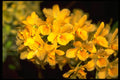 453098 Dendrobium A4 Photo Print