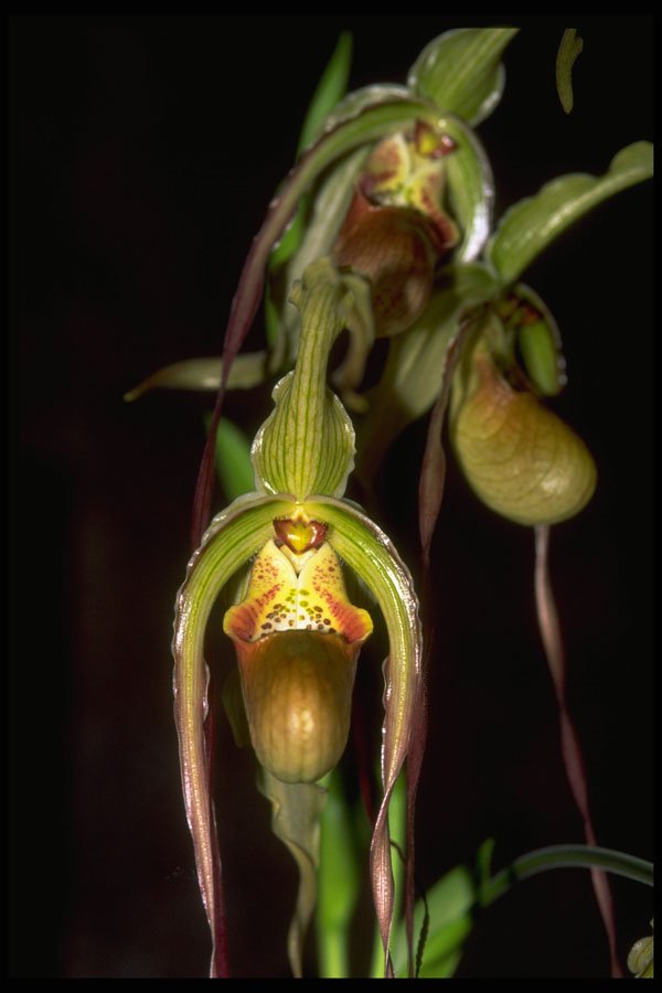 453099 Paphiopedilum A4 Photo Print