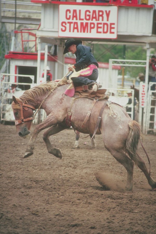 454005 Saddle Bronco Riding, Calgary Stampede, Alberta A4 Photo Print