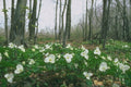 454011 White Trillium, Quebec A4 Photo Print