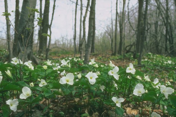454011 White Trillium, Quebec A4 Photo Print