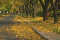 454012 Street In Autumn, Montreal, Quebec A4 Photo Print