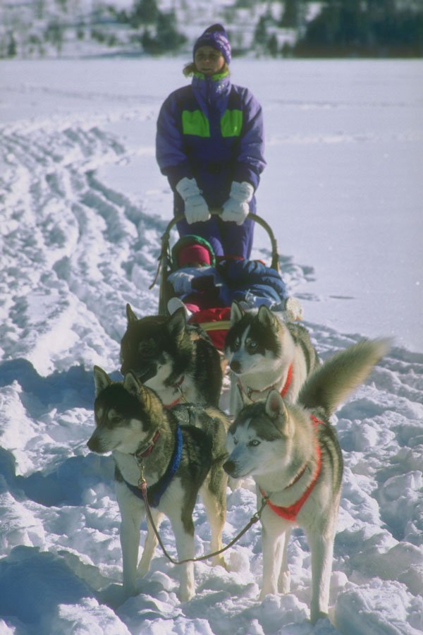 454019 Siberian Huskies, Quebec A4 Photo Print