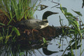 454020 Common Loon On Nest A4 Photo Print