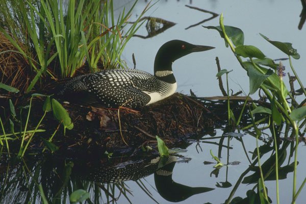 454020 Common Loon On Nest A4 Photo Print