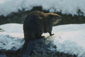 454021 Beaver A4 Photo Print