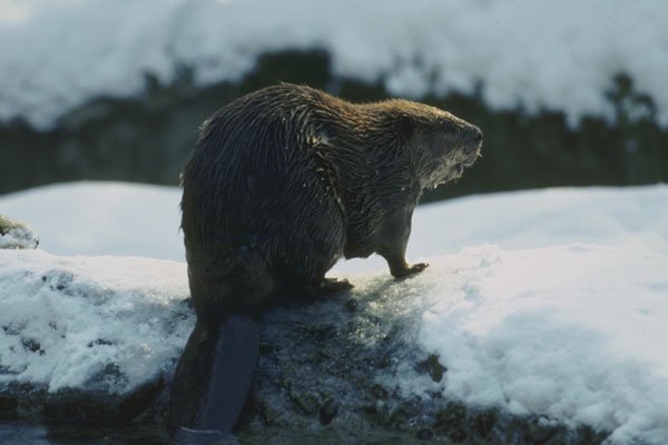 454021 Beaver A4 Photo Print