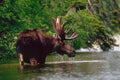 454022 Moose, Pukaskwa National Park, Ontario A4 Photo Print