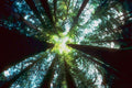454025 Temperate Rain Forest, Queen Charlotte National Park, BC A4 Photo Print
