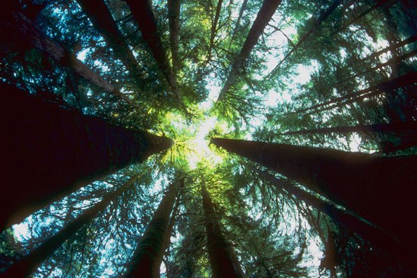 454025 Temperate Rain Forest, Queen Charlotte National Park, BC A4 Photo Print
