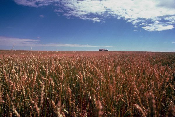 454054 Wheat Field, Saskatchewan A4 Photo Print