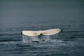454089 Humpback Whale A4 Photo Print
