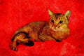 458000 Abyssinian, Usual A4 Limited Edition Watercolour Print