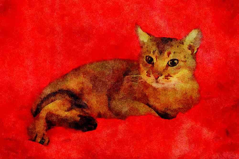 458000 Abyssinian, Usual A4 Limited Edition Watercolour Print