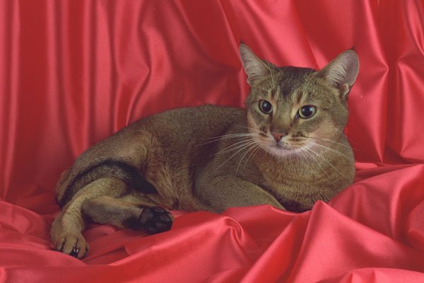 458000 Abyssinian, Usual A4 Photo Print