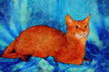 458001 Abyssinian, Sorrel A4 Limited Edition Watercolour Print