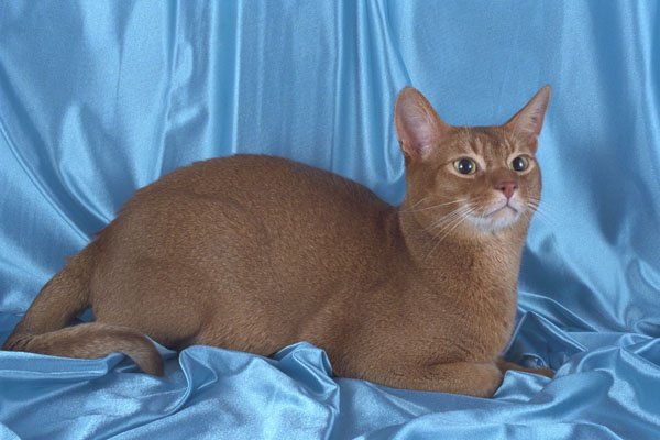 458001 Abyssinian, Sorrel A4 Photo Print