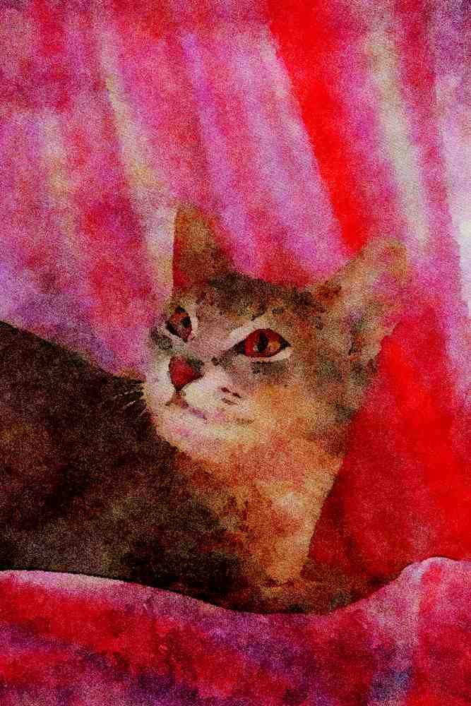 458002 Abyssinian, Blue A4 Limited Edition Watercolour Print