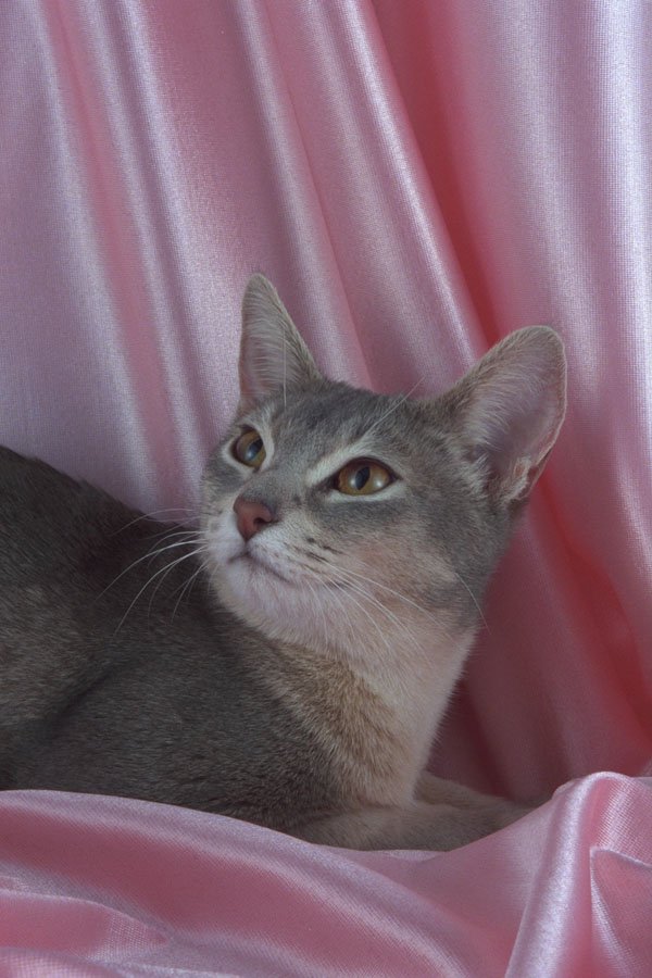 458002 Abyssinian, Blue A4 Photo Print