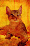 458003 Abyssinian, Usual A4 Limited Edition Watercolour Print