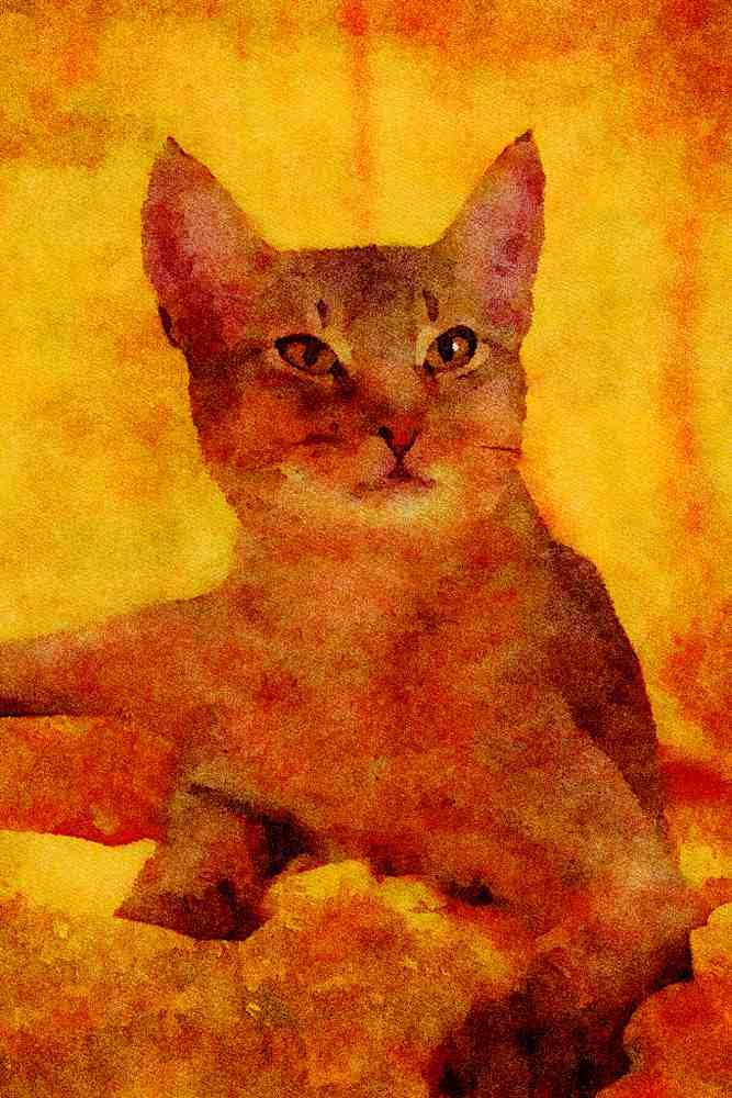 458003 Abyssinian, Usual A4 Limited Edition Watercolour Print