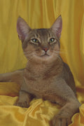 458003 Abyssinian, Usual A4 Photo Print