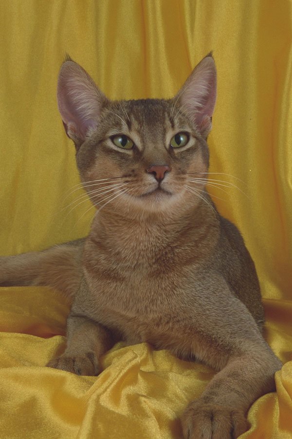 458003 Abyssinian, Usual A4 Photo Print