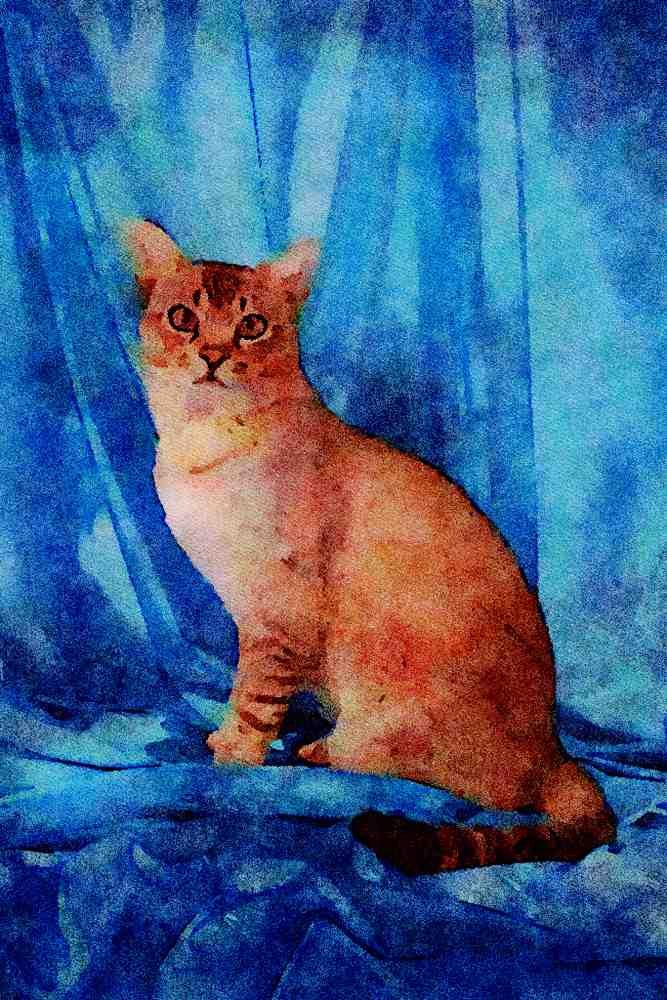 458004 Asian, Ticked Tabby A4 Limited Edition Watercolour Print