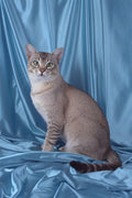 458004 Asian, Ticked Tabby A4 Photo Print