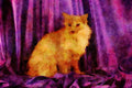 458005 Angora, Lilac A4 Limited Edition Watercolour Print
