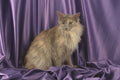 458005 Angora, Lilac A4 Photo Print