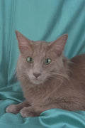 458006 Angora, Lilac A4 Photo Print