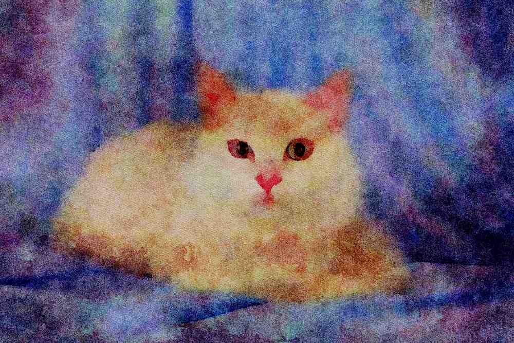 458007 Turkish Angora, White A4 Limited Edition Watercolour Print