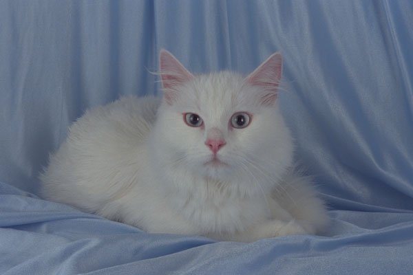458007 Turkish Angora, White A4 Photo Print