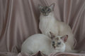 458008 Balinese, Blue Tabby Point And Seal Tortie Point A4 Photo Print