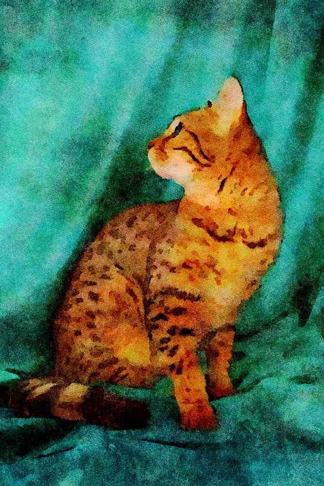 458009 Bengal A4 Limited Edition Watercolour Print