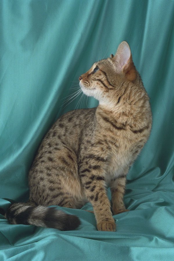 458009 Bengal A4 Photo Print