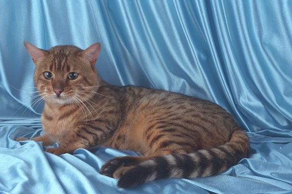 458010 Bengal A4 Photo Print