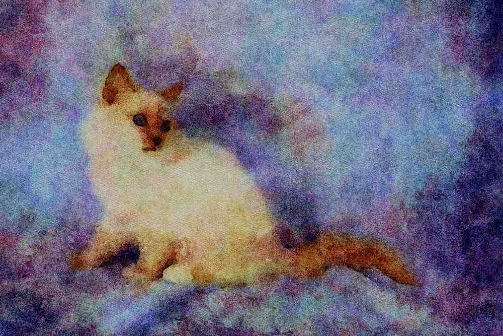 458011 Birman, Lilac Point A4 Limited Edition Watercolour Print