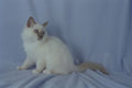 458011 Birman, Lilac Point A4 Photo Print