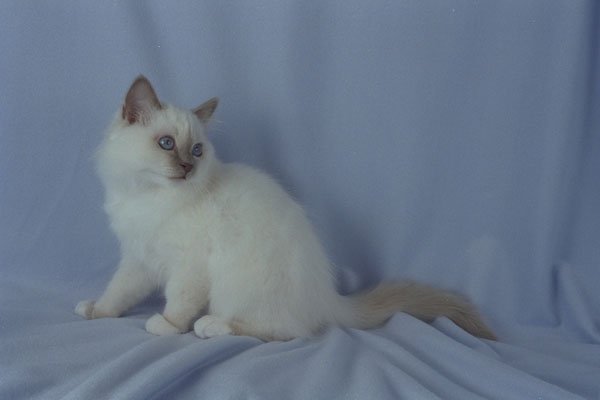 458011 Birman, Lilac Point A4 Photo Print