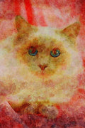 458012 Birman, Lilac Point A4 Limited Edition Watercolour Print
