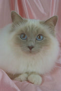 458012 Birman, Lilac Point A4 Photo Print