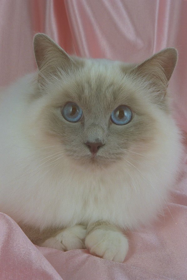 458012 Birman, Lilac Point A4 Photo Print