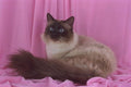 458013 Birman, Seal Point A4 Photo Print