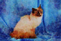 458014 Birman, Seal Tortie Point A4 Limited Edition Watercolour Print