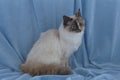 458014 Birman, Seal Tortie Point A4 Photo Print